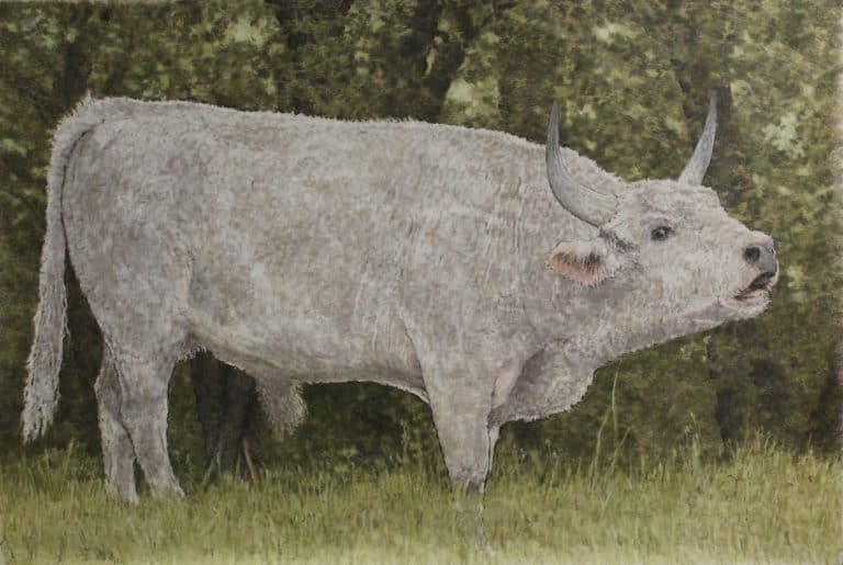 Yearling Bull in the Faerie Wood - Kitty Williams - 44x64