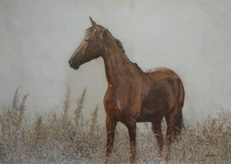 Young Horse in a Field - Kitty Williams - 43x63